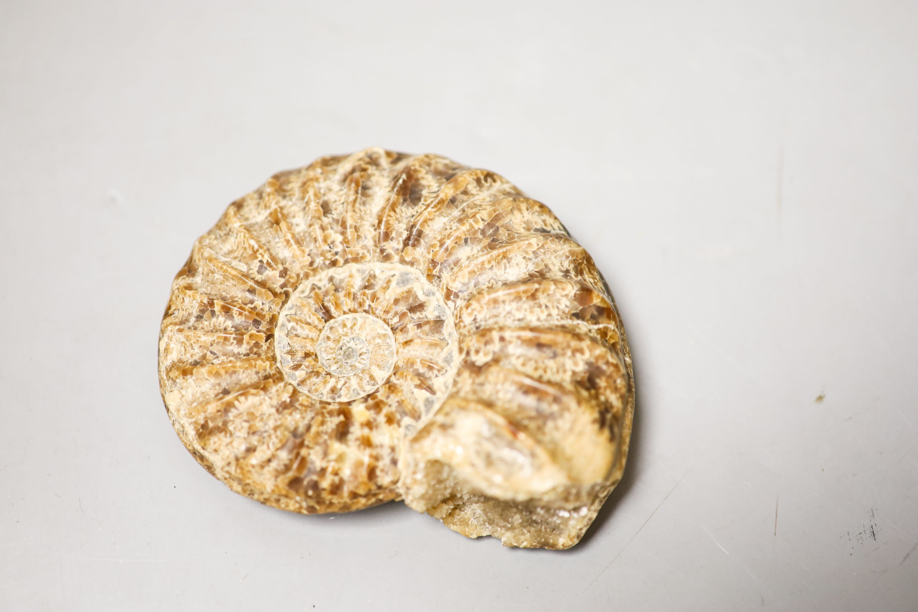 A small fossil ammonite 10cm